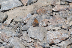 Coenonympha gardetta