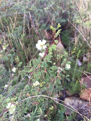 Acaciella angustissima texensis
