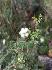 Acaciella angustissima texensis