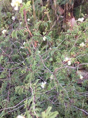 Acaciella angustissima texensis