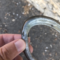 Chalcides striatus