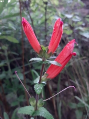 Lamourouxia rhinanthifolia