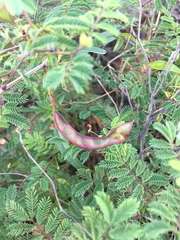 Acaciella angustissima texensis