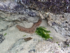 Holothuria grisea