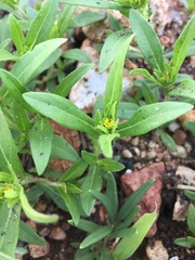 Melampodium strigosum