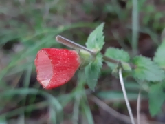 Lamourouxia rhinanthifolia