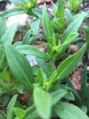 Melampodium strigosum