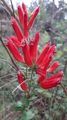 Lamourouxia rhinanthifolia