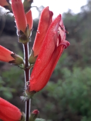 Lamourouxia rhinanthifolia