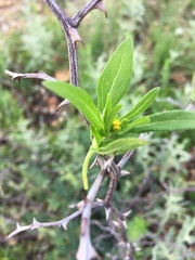 Melampodium strigosum