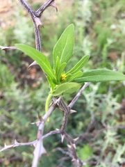 Melampodium strigosum