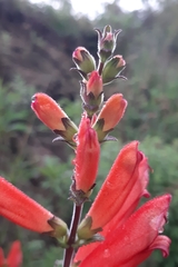 Lamourouxia rhinanthifolia