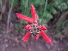 Lamourouxia rhinanthifolia