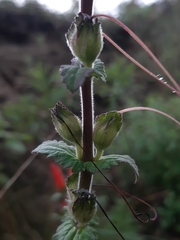 Lamourouxia rhinanthifolia