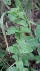 Lamourouxia rhinanthifolia