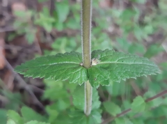 Lamourouxia rhinanthifolia