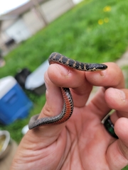 Clonophis kirtlandii
