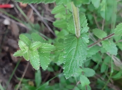 Lamourouxia rhinanthifolia