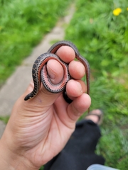 Clonophis kirtlandii
