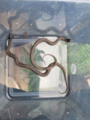 Clonophis kirtlandii