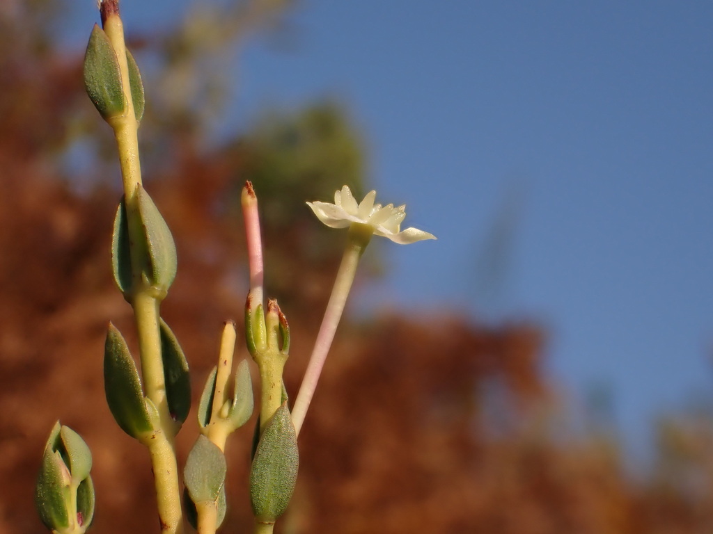 Myrtle Capespray