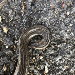 Chalcides striatus