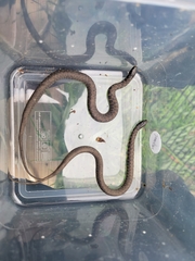 Clonophis kirtlandii