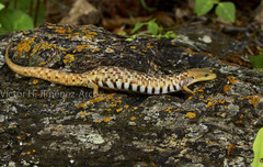 Gerrhonotus liocephalus