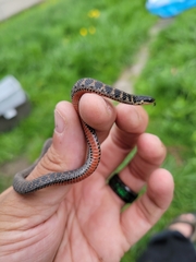 Clonophis kirtlandii