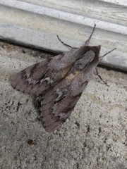 Lapara coniferarum