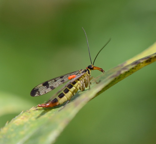 Common European Scorpionfly