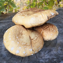 Neolentinus ponderosus