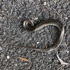 Chalcides striatus