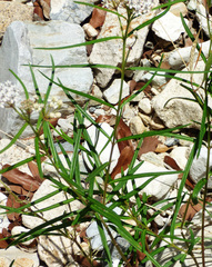 Asclepias angustifolia