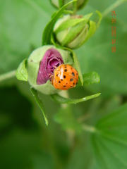 Harmonia axyridis