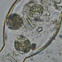 Tetrahymena