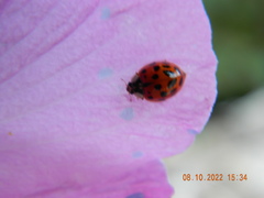 Harmonia axyridis