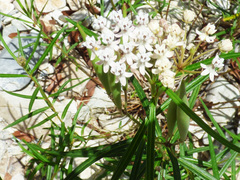 Asclepias angustifolia