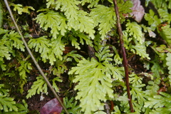 Selaginella tenella