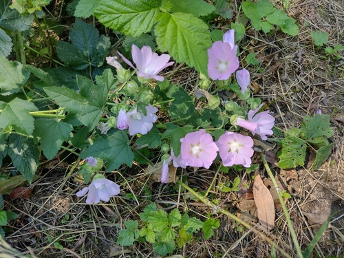 lavaterka durínska (Malva thuringiaca)