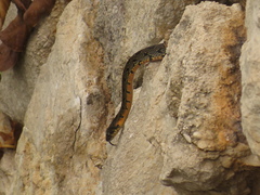 Hemorrhois hippocrepis