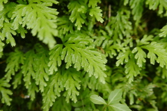 Selaginella tenella