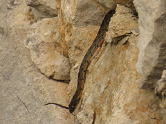 Hemorrhois hippocrepis