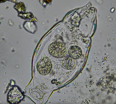 Tetrahymena