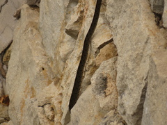 Hemorrhois hippocrepis