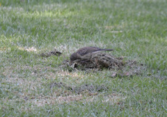 Junco hyemalis thurberi