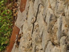 Hemorrhois hippocrepis