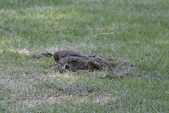 Junco hyemalis thurberi