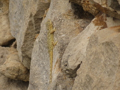 Tarentola mauritanica