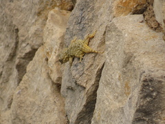 Tarentola mauritanica